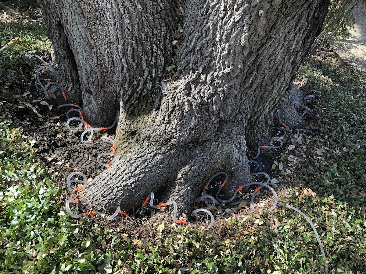 Detailed Tree Cabling and Bracing job site in Nassau