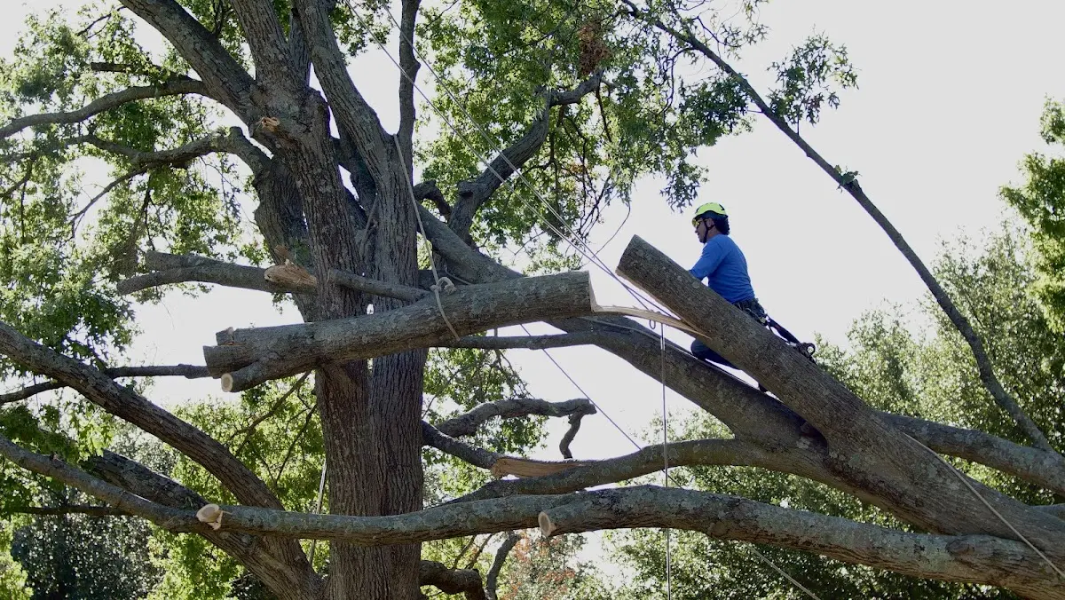 Professional Crown Thinning performed by certified arborists in Nassau