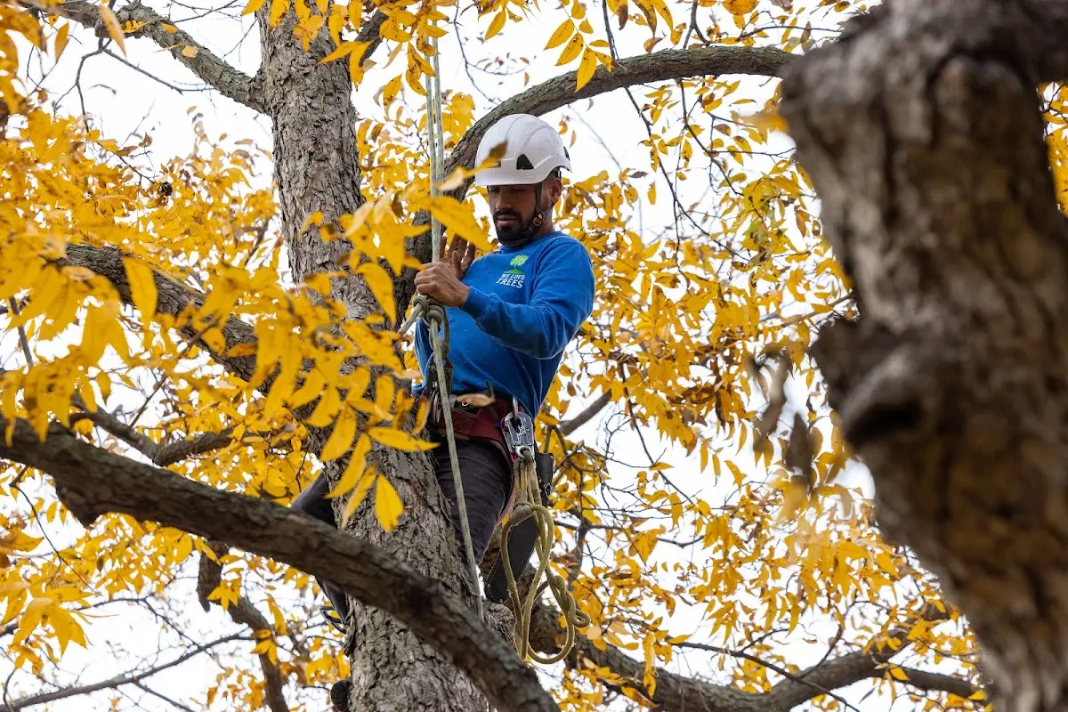 Skilled Tree Trimming crew working in Nassau